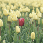 Just pick one… 1️⃣